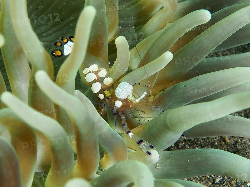 Transparent peacock anemone shrimp (Ancylocaris brevicarpalis) hiding between the tentacles of a sea anemone, dive site Secret Bay, Gilimanuk, Bali, Indonesia