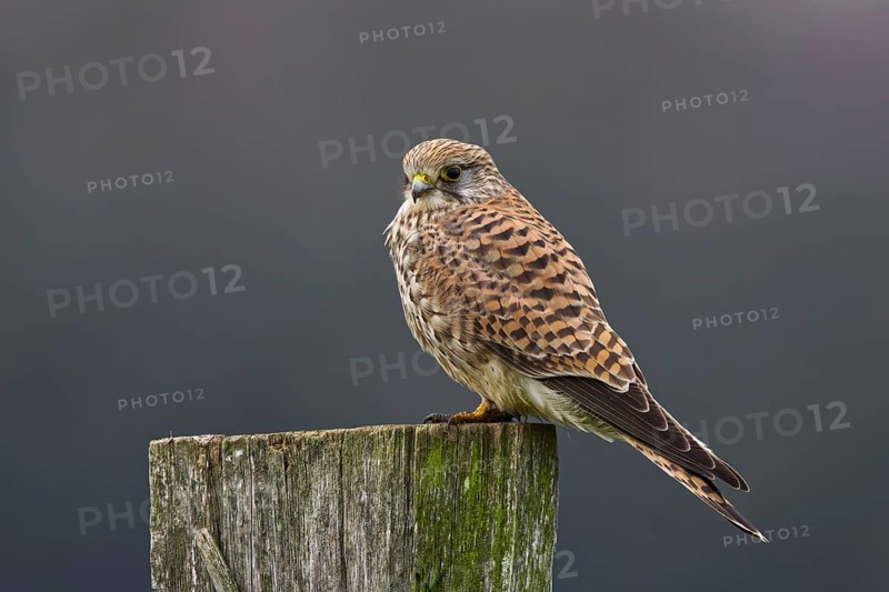 Common Kestrel (Falco tinnunculus) female perched on a post, North Rhine-Westphalia, Germany