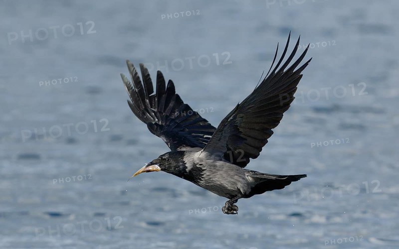 Nebelkrähe, lat. Corvus corone cornix, hat einen toten Fisch mit dem Schnabel von der Wasseroberfläche aufgenommen