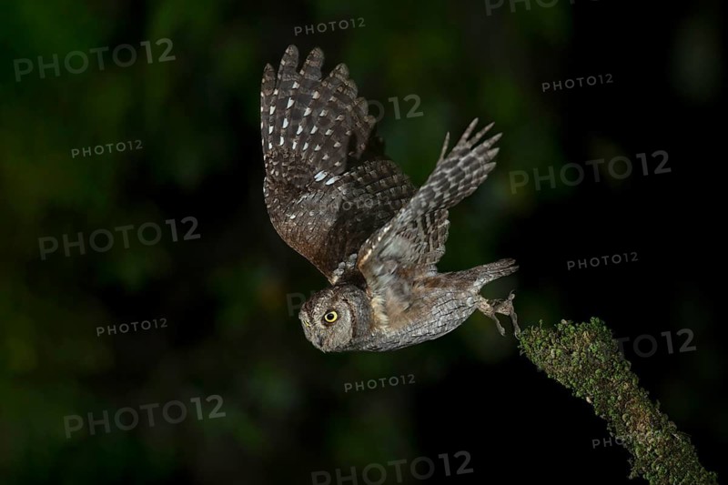 Eurasian Scops Owl (Otus scops) taking flight, Leiria, Portugal
