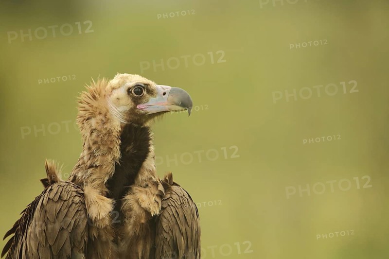 Portrait of the black vulture (Aegypius monachus), Torrejon el Rubio, Monfragüe, Extremadura, Spain