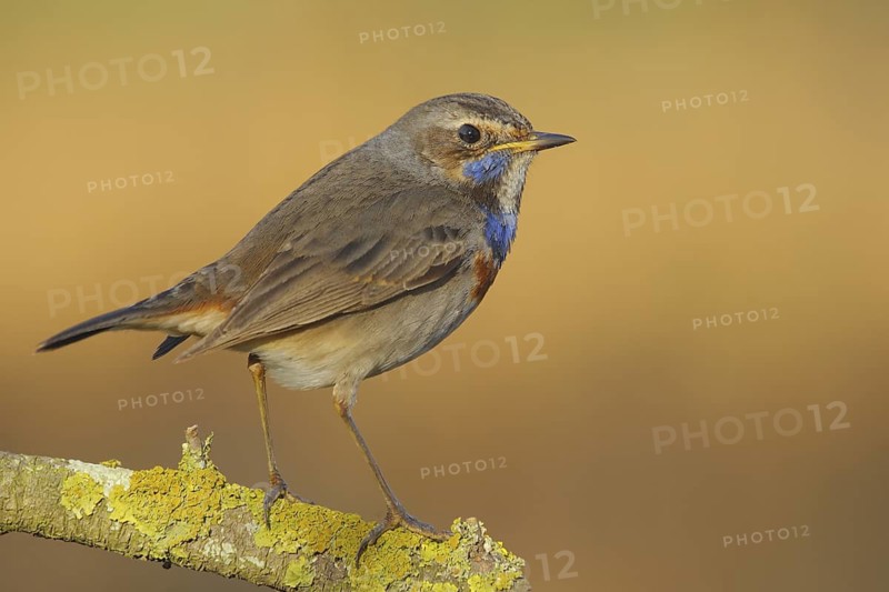Bluethroat (Luscinia svecica cyanecula) male, Seville, Spain