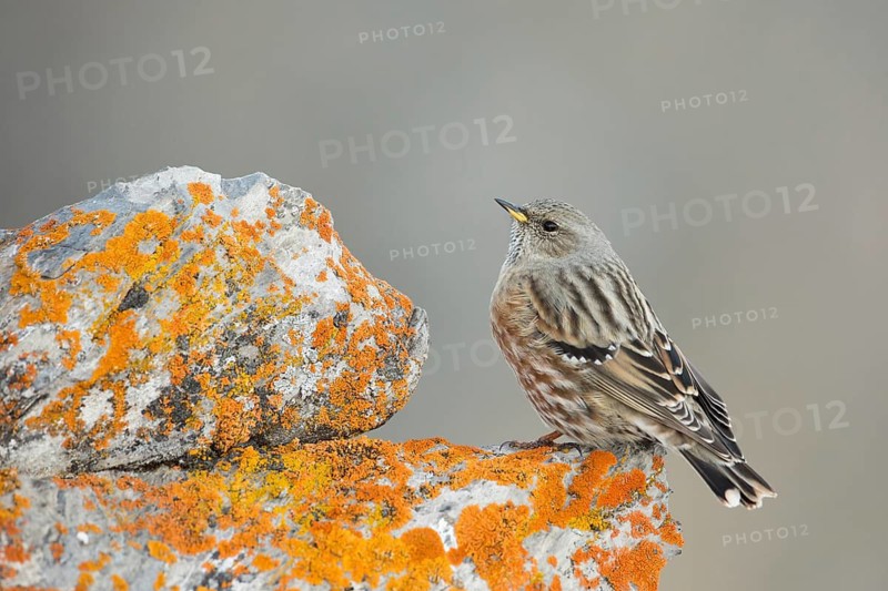 Alpine Accentor (Prunella collaris), Valais, Switzerland