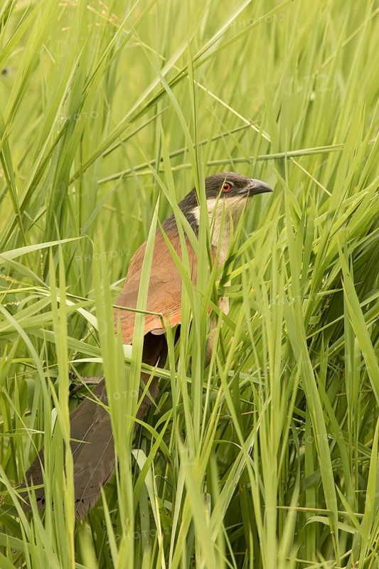 Senegal Coucal (Centropus senegalensis), Gambia
