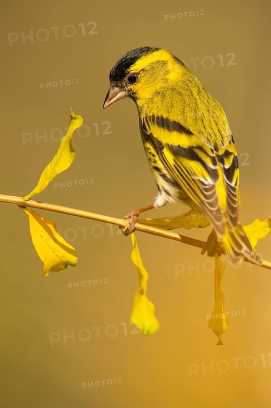 A vibrant European siskin, Spinus spinus, sits on a delicate branch of a ginkgo tree, surrounded by golden yellow leaves against a soft beige background