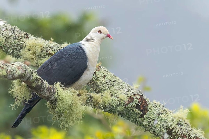 White-headed Pigeon (Columba leucomela) perched on a branch in eastern Australia