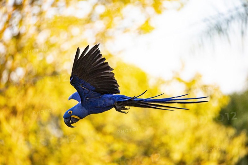 Hyacinth Macaw (Anodorhynchus hyacinthinus) Pantanal Brazil