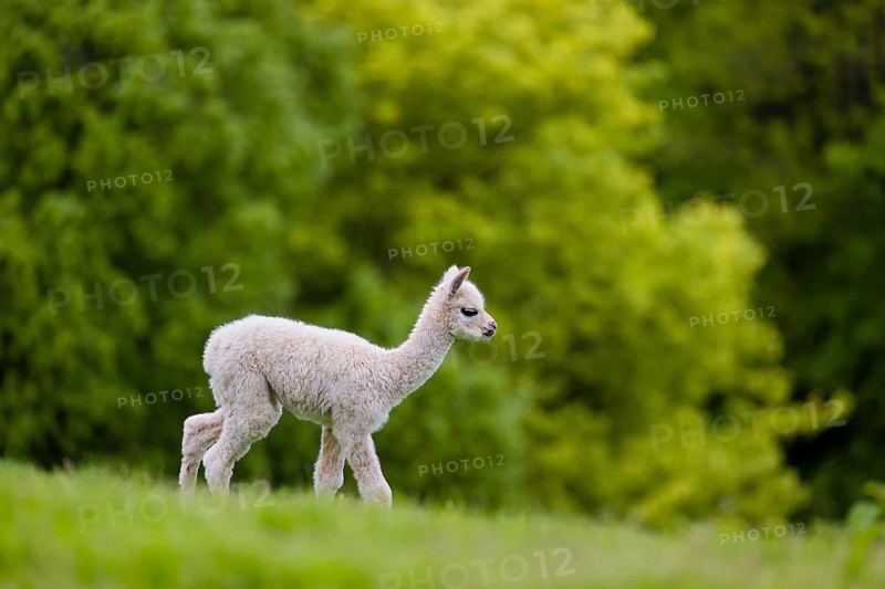 One young Alpaca (Vicugna pacos) stands on a fresh green meadow . A green forest in the distant background