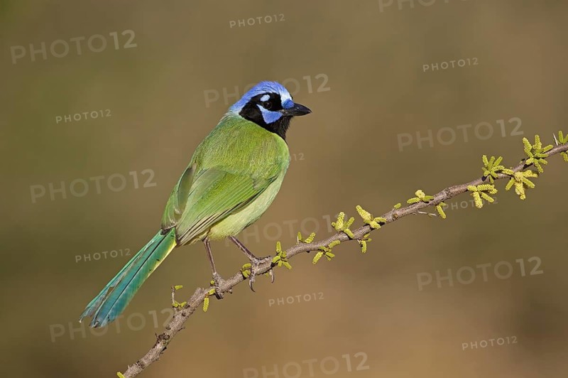 Green Jay (Cyanocorax luxuosus) perched on a branch, Texas, USA