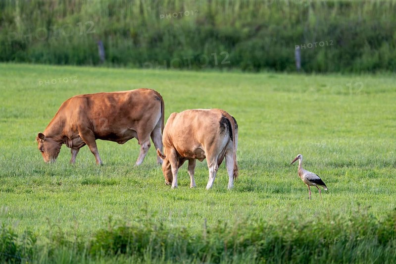 White stork (Ciconia ciconia), in a cow pasture, Vulkaneifel, Rhineland-Palatinate, Germany