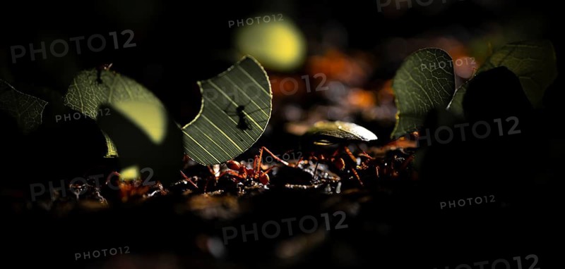 Leafcutter ants carrying leaves, ant trail, Tortuguero National Park, Costa Rica