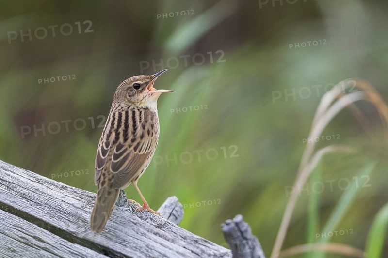 Lanceolated Warbler - Strichelschwirl - Locustella lanceolata ssp. lanceolata, Russia