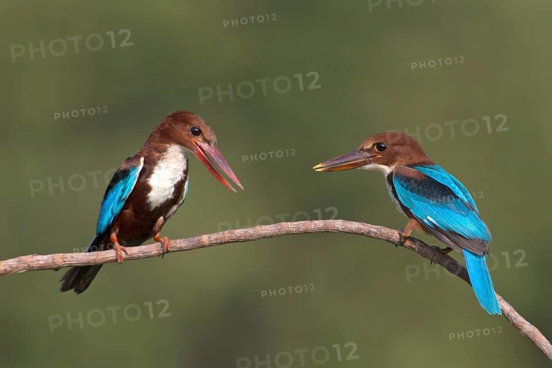 White-throated Kingfisher (Halcyon smyrnensis) adult perched on a branch with juvenile, Penang, Malaysia
