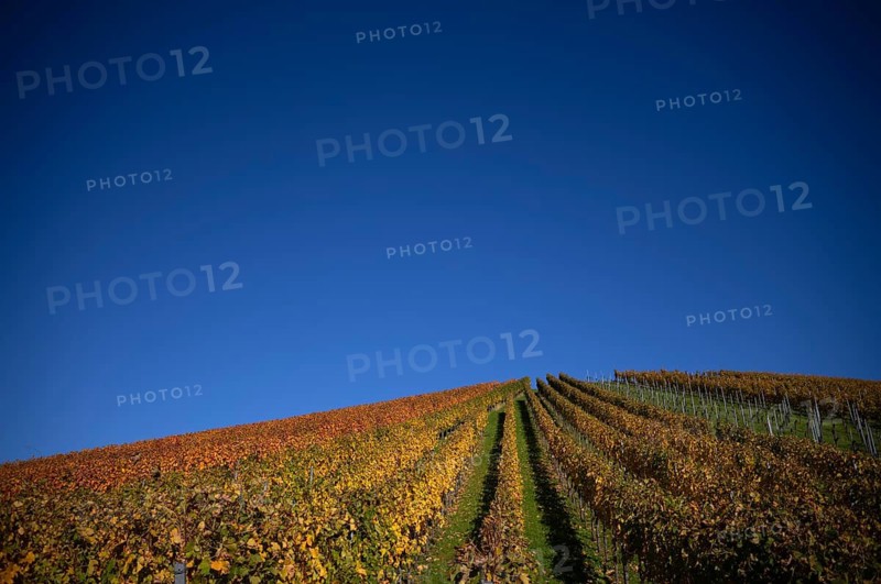 vineyard, vines, grapevines, winegrowing, autumn colouring, autumn, graphic, Strümpfelbach, Weinstadt, Baden-Württemberg, Germany
