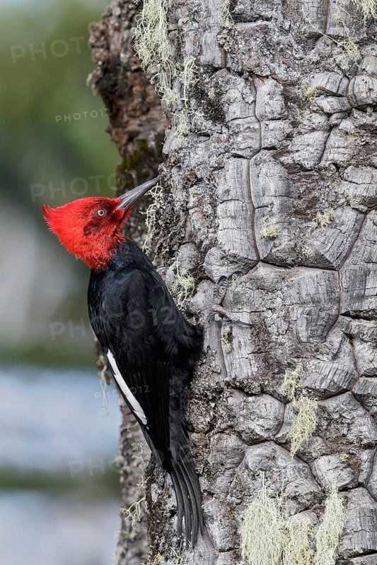 Magellanic Woodpecker (Campephilus magellanicus) perched on a branch in Chile