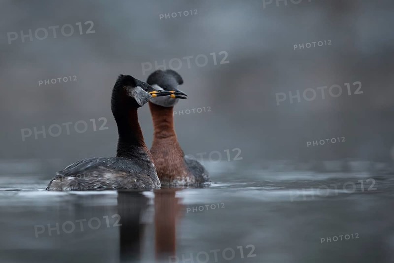 Red-necked Grebe (Podiceps grisegena) pair displaying, Mecklenburg-Western Pomerania, Germany