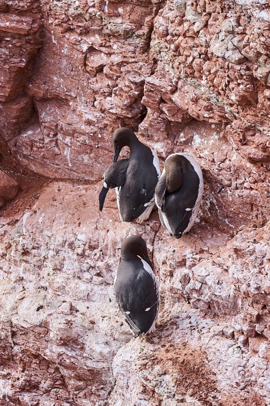 Common guillemot (Uria aalge) sitting on a cliff, wildlife, Helgoland, Germany