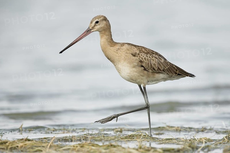 Black-tailed Godwit (Limosa limosa melanuroides) juvenile foraging at shoreline, Dornod-Aimag, Mongolia