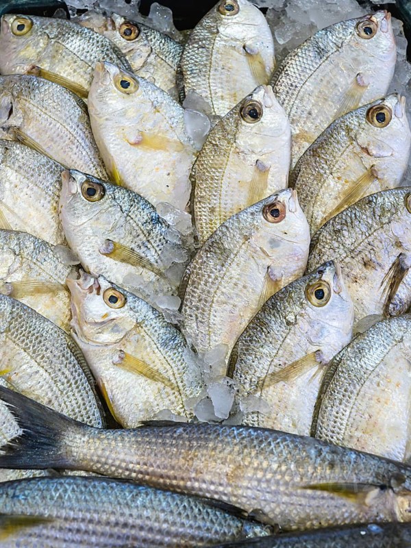 Red Sea Fish, Fish Market in Hurghada, Egypt