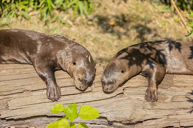 Loving couple. Two giant otter or giant river otter (Pteronura brasiliensis) male and female, resting on a log lying on the river bank