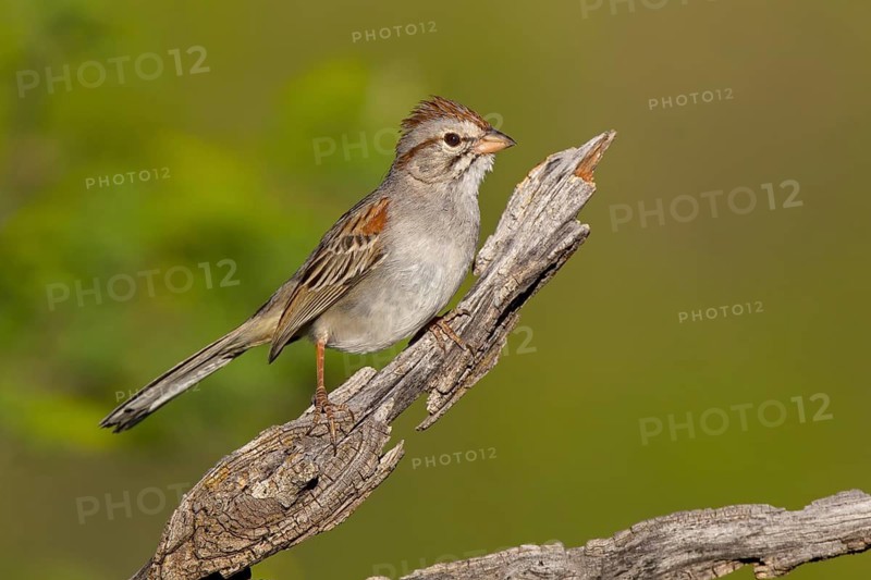 Rufous-winged Sparrow (Peucaea carpalis), Arizona, USA