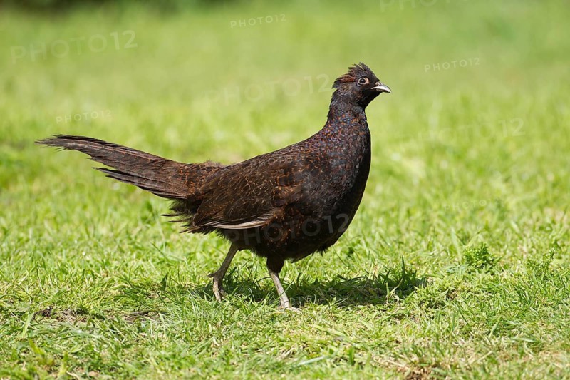 Common pheasant (Phasianus colchicus) adult game bird with a brown colour variation on a graas lawn, Norfolk, England, United Kingdom
