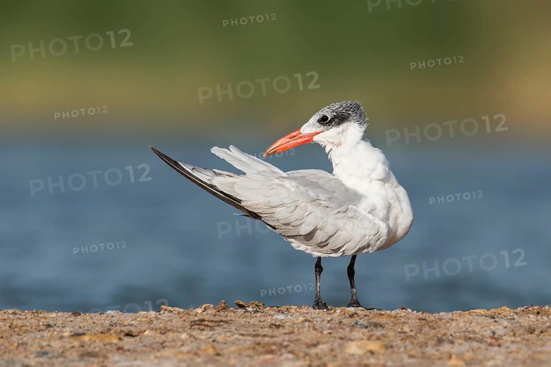 Caspian Tern (Hydroprogne caspia), Eilat, Israel