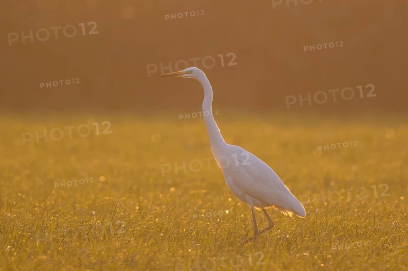 Great Egret (Ardea alba), North Rhine-Westphalia, Germany