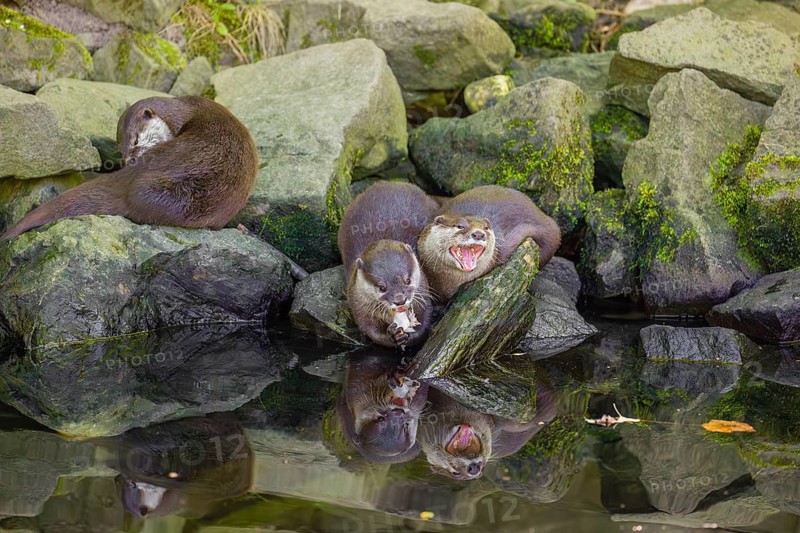 Three oriental small-clawed otter or Asian small-clawed otter (Aonyx cinerea) are standing on a rocky shore, one of them is eating a fish The otters are reflected in the smooth water