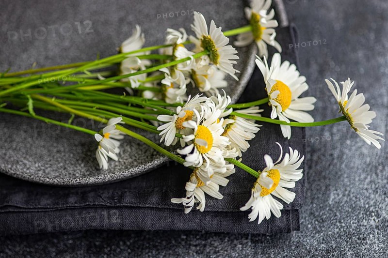 Top view of fresh white daisies arranged on ceramic plates with a dark fabric background. The vibrant yellow centers contrast beautifully with the muted tones of the setting