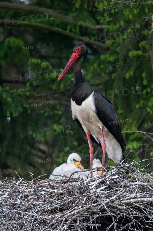 Black stork, ciconia nigra, black stork, birds, breed, brood, ciconiiformes, high size, portrait format, nest, walking birds, wading birds, stork, stork, storks, birds