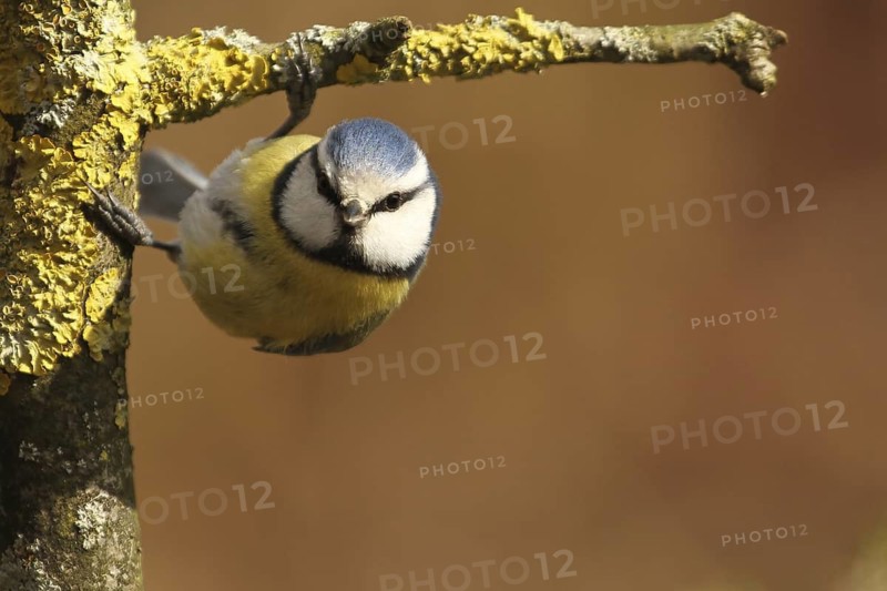 Eurasian Blue Tit (Cyanistes caeruleus), Lower Saxony, Germany