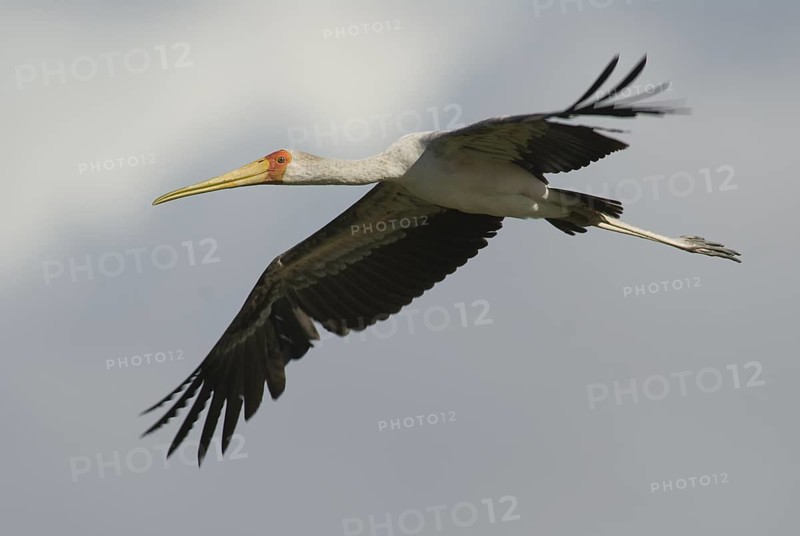 Yellow-billed Stork (Mycteria ibis) flying, Ethiopia