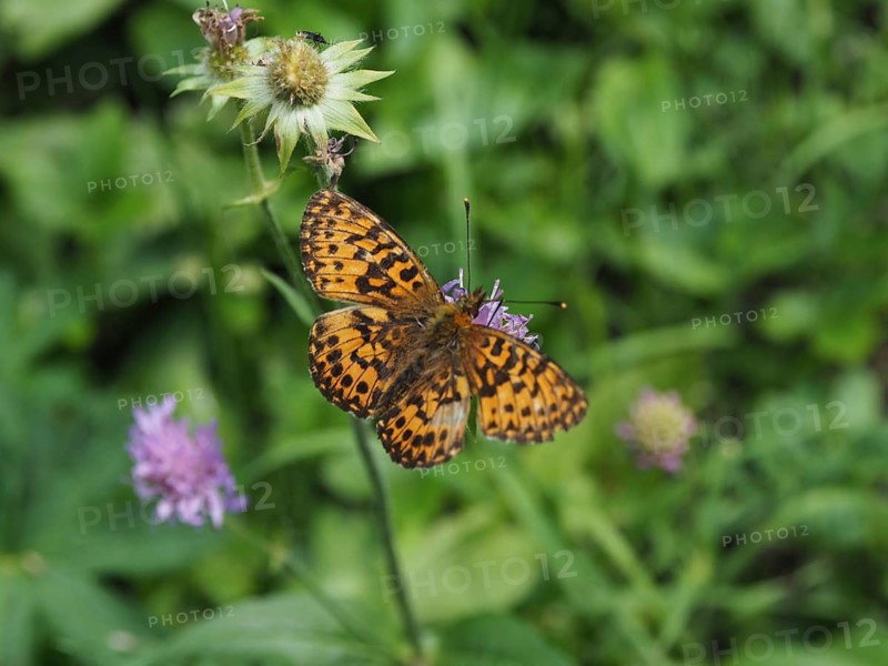 An orange butterfly, the Titania fritillary (Boloria titania), on a flower, surrounded by green foliage in its natural habitat, Goms, Canton of Valais, Switzerland