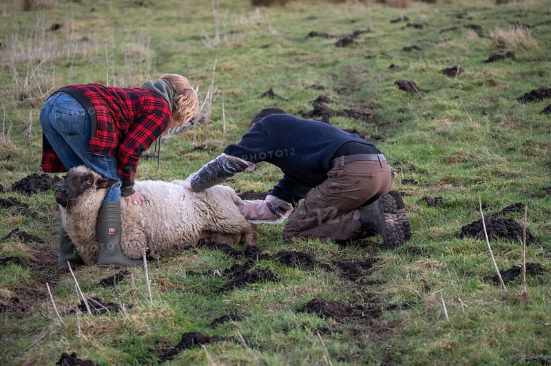 Young shepherd and assistant helping a sheep (Ovis gmelini aries) to give birth in the pasture, Meckenburg-Vorpommern, Germany