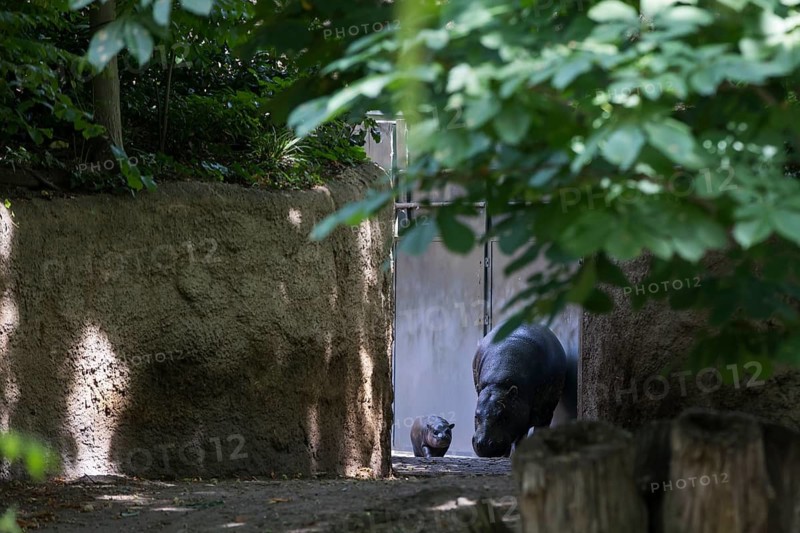 The hippo young Brštchen is presented to the public for the first time. Born on May 9 and currently weighing around 20 kg, the hippopotamus was baptized with the name Brštchen shortly in front of at Berlin Zoo, Berlin, 10.06.2026