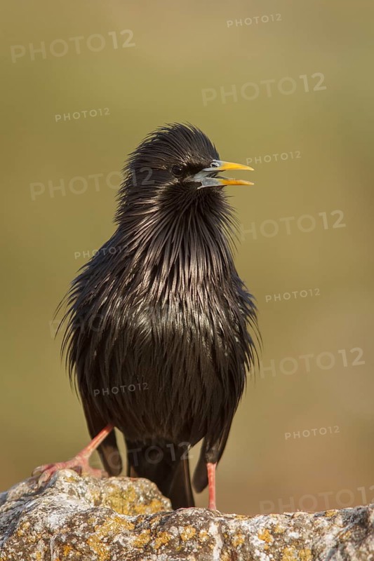 Spotless Starling (Sturnus unicolor) calling from a stone, Castile-La Mancha, Spain