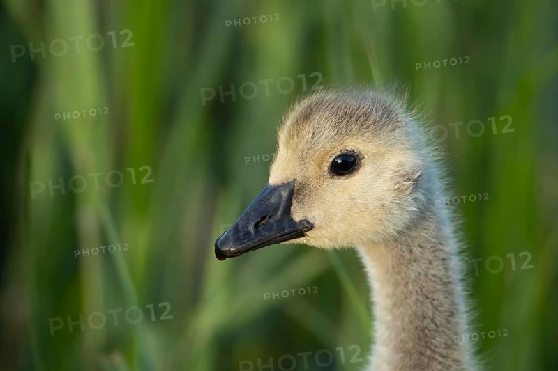 Canada goose (Branta canadensis) juvenile baby gosling head portrait in summer, RSPB Minsmere nature reserve, Suffolk, England, United Kingdom
