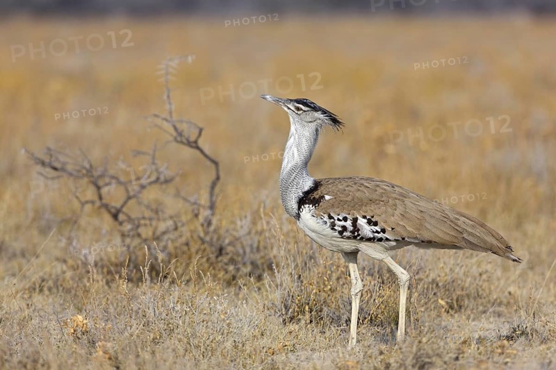 Kori Bustard (Ardeotis kori), Oshikoto, Etosha National Park, Namibia