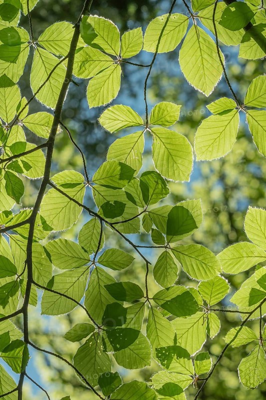 A blossoming tree branch with green leaves. The leaves are spread out and lying in the sunlight. Alsace, Great East, France