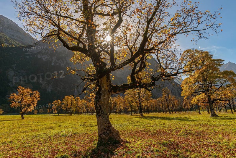 Engtal, Großer Ahornboden, Karwendel Mountains, Kalkalpen, Austria, Autumn-coloured sycamore maple (Acer pseudoplatanus) in the sunshine on the Eng