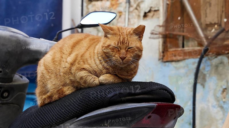 The orange-coloured cat has settled comfortably on a scooter, concrete background, Symi Town, Symi, Dodecanese, Greek Islands, Greece
