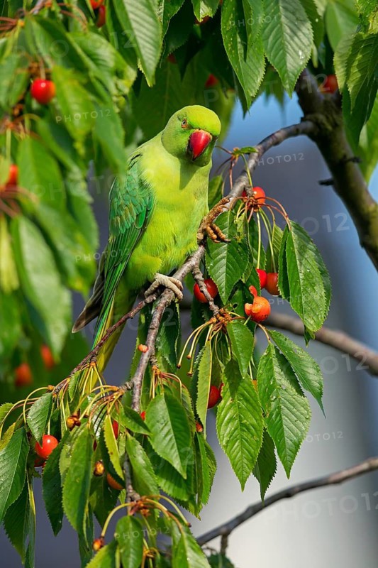 Rose-ringed Parakeet, Ring-necked Parakeet, (Psittacula krameri), Rhein-Pfalz-Kreis, Neuhofen, Rhineland-Palatinate, Germany