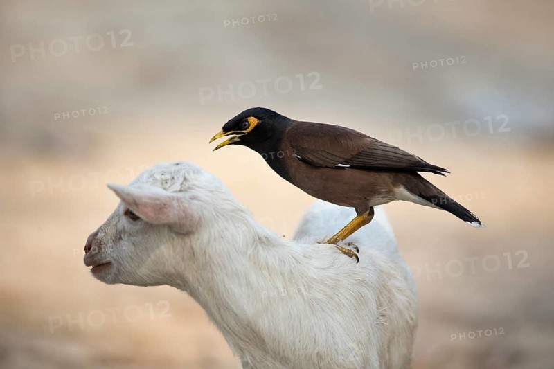 Common Myna (Acridotheres tristis) looking on a goat for ticks, Kaziranga National Park, India