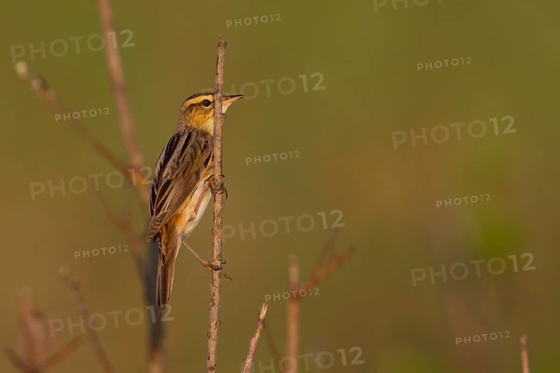 Aquatic Warbler - Seggenrohrsänger - Acrocephalus paludicola, Poland