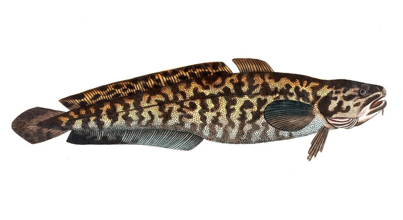 Fish, Fish, Family of cod, Gadus lota, the Burbot, Historical, digitally restored reproduction from a 19th century original, Record date not stated
