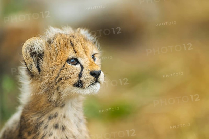 Cheetah (Acinonyx jubatus) youngster, portrait, captive, occurrence Africa