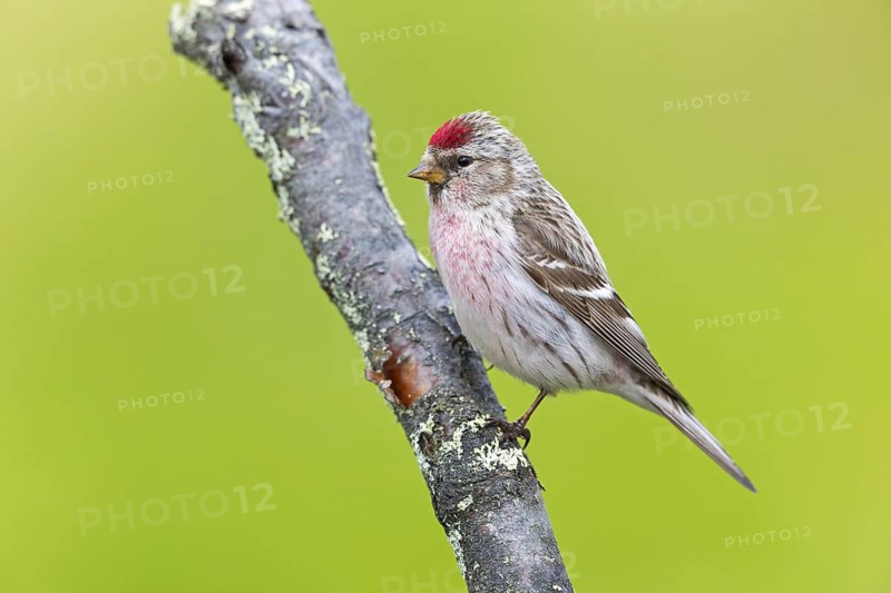 Redpoll, songbird, family of goldfinches, (Carduelis flammea), animals. Birds, Varanger Bird Park, Finnmark, Norway