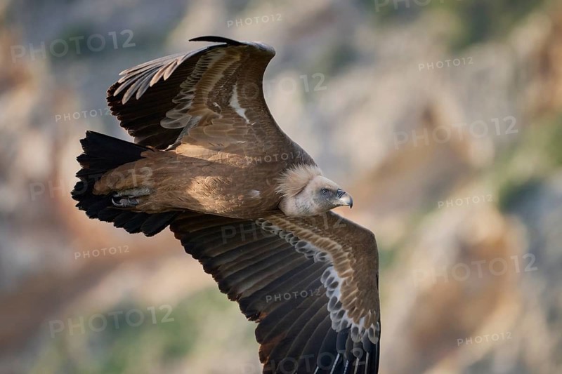 A graceful griffon vulture in mid-flight, wings spread wide as it glides over rugged terrain in Alicante, Spain, highlighting its striking feathers and majestic presence