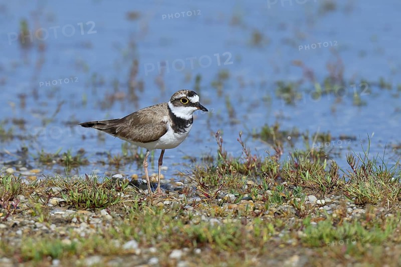 Little Ringed Plover (Charadrius dubius) adult bird standing on the lakeshore, Lake Neusiedl National Park, Burgenland, Austria
